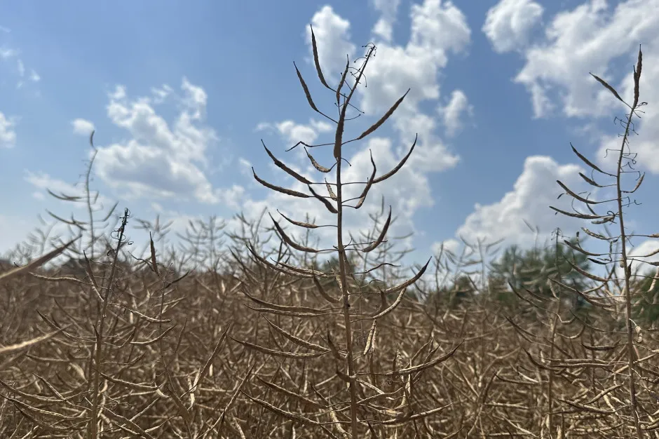 rzepak wilgotność zanieczyszczenia zaolejenie