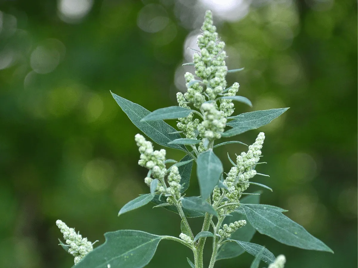 Komosa biała lebioda zdjęcia