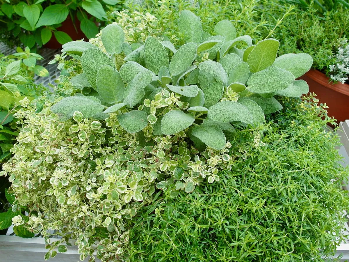 rośliny odstraszające komary na tarasie