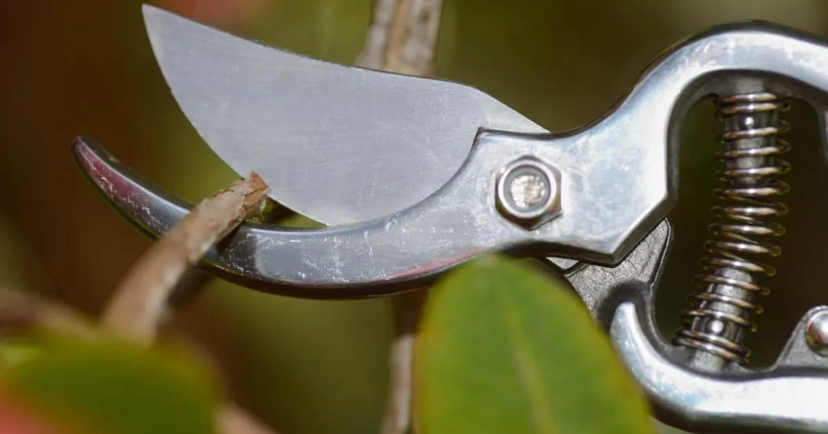 narzędzia do przycinania rododendronów