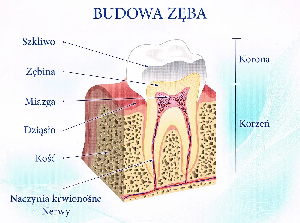 przekr&oacute;j zęba schemat budowa