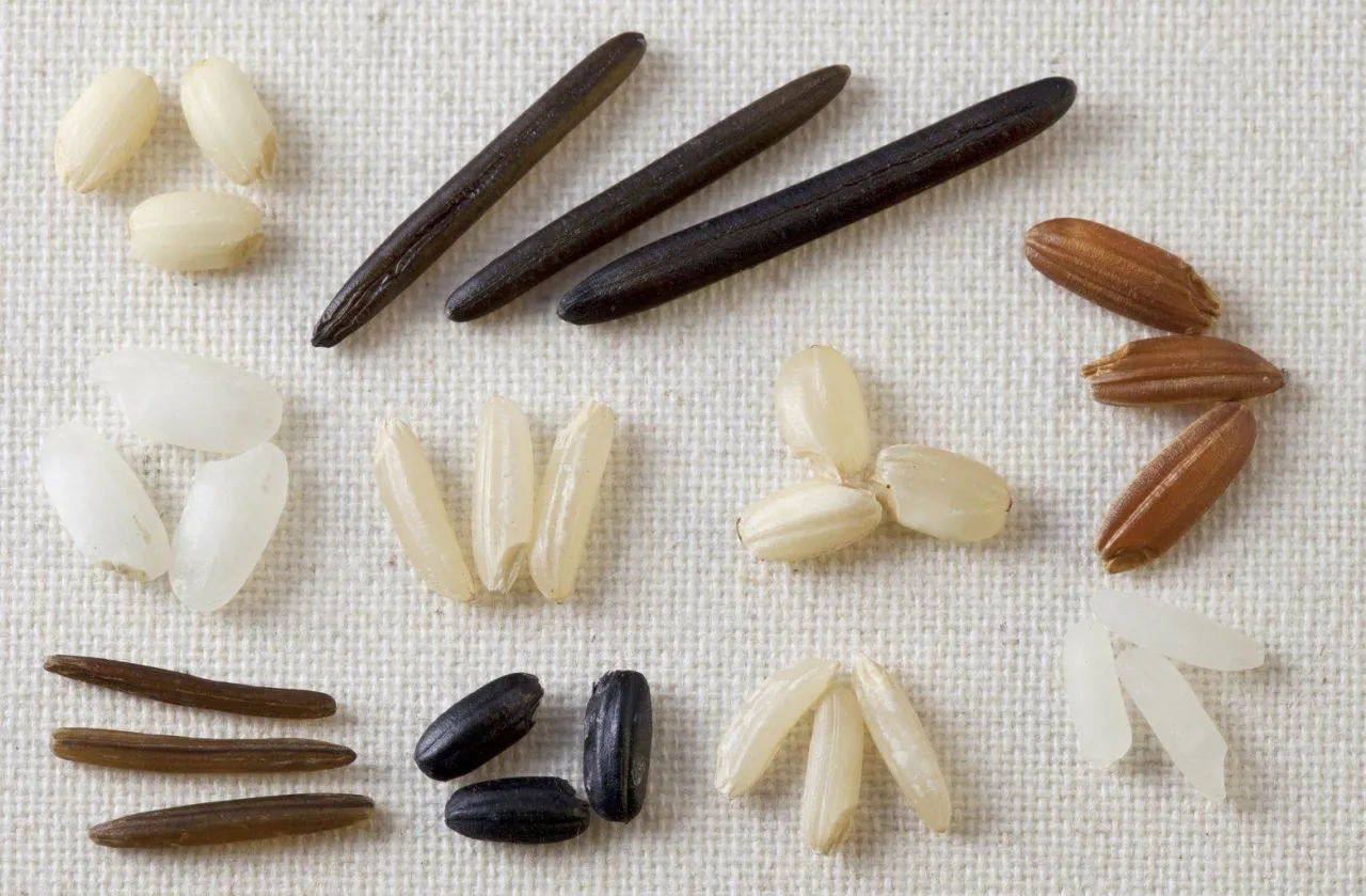 r&oacute;żne gatunki ryżu