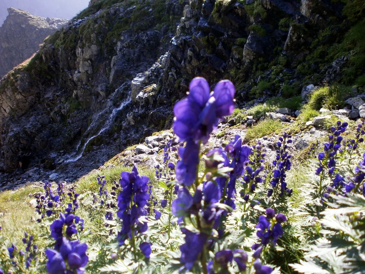 Flora i fauna Tatry Wysokie Rysy