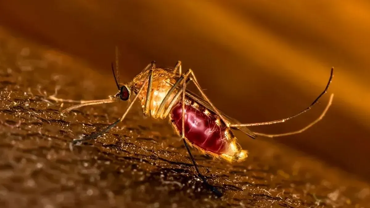 komary Brazylia choroby, szczepienia Brazylia