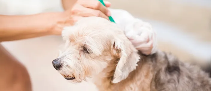 Zdjęcie Bezpieczne zwalczanie pcheł u szczeniaka: Poradnik krok po kroku