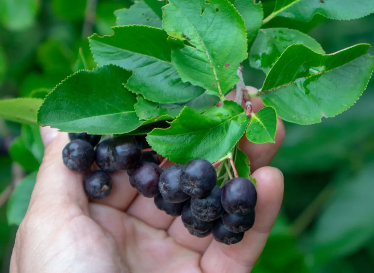 aronia przed i po przycinaniu