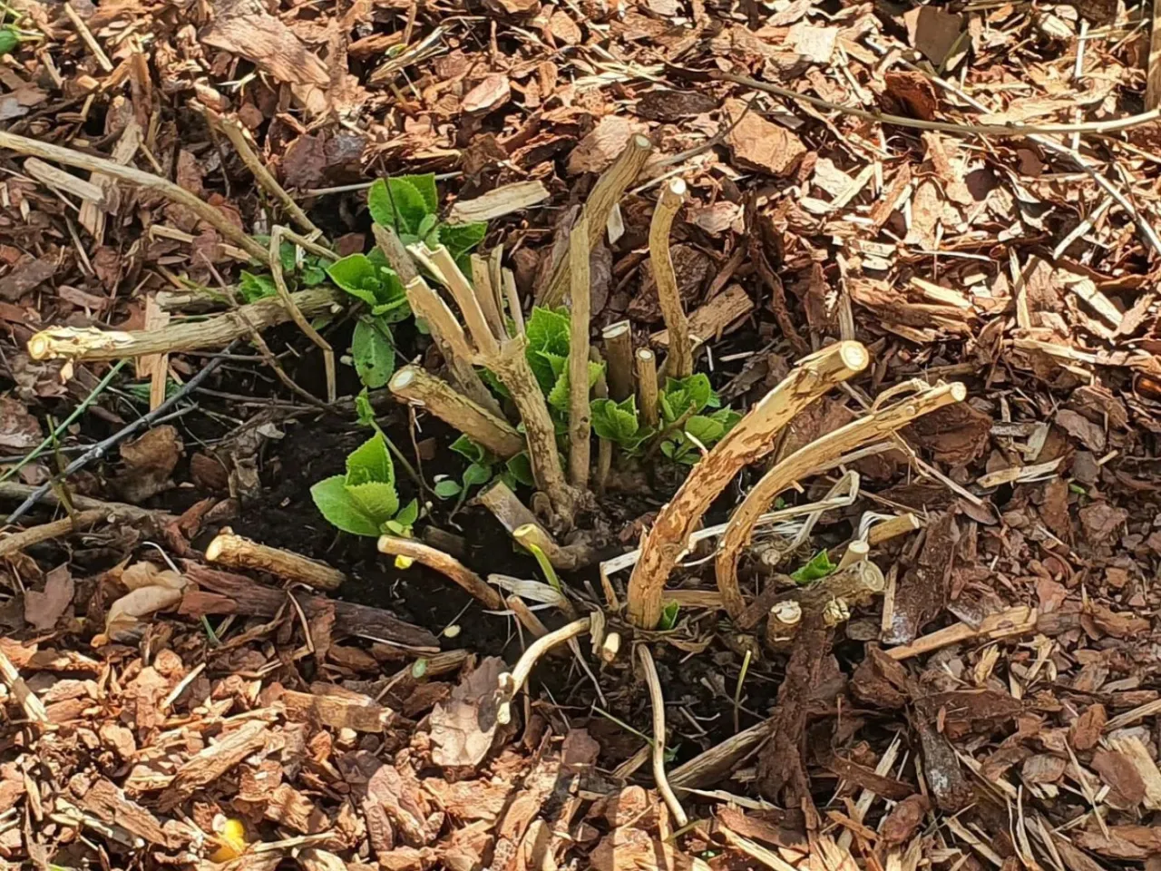 Hortensja po przycięciu, z młodymi pędami i liśćmi wyrastającymi z grubej, zdrewniałej podstawy. Wok&oacute;ł kora.