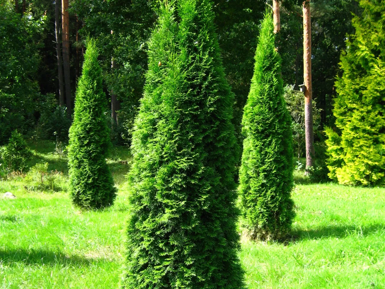 Trzy zielone tuje, które są drzewami iglastymi, rosną na trawiastym podwórku.