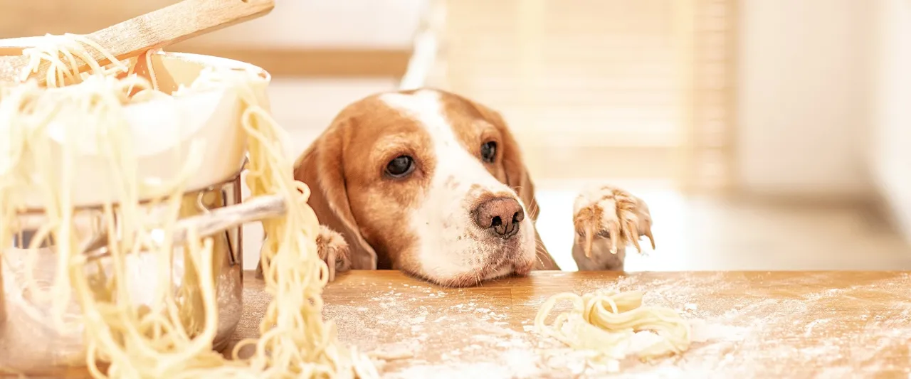 Zaintrygowany piesek spogląda na makaron, zastanawiając się, czy pies może jeść makaron.