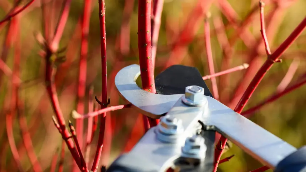 techniki cięcia derenia