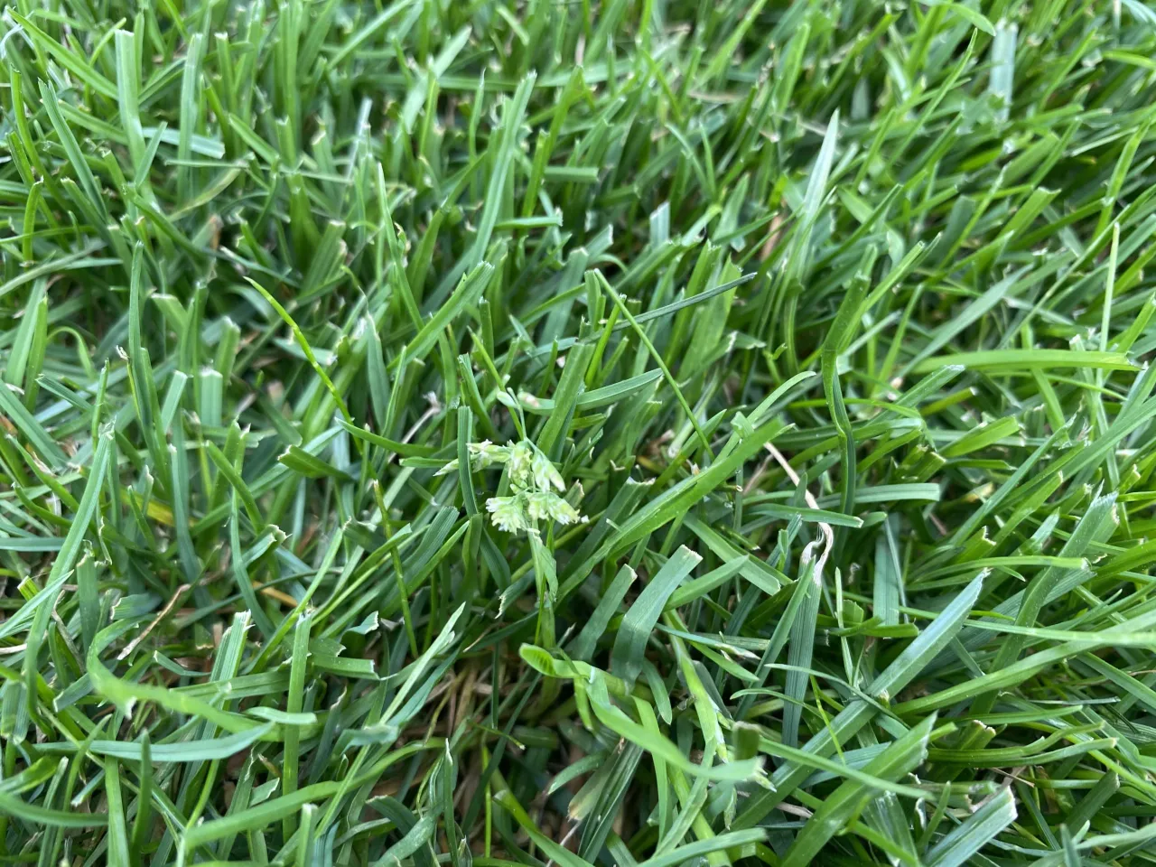 Gęsta, zielona trawa Kentucky bluegrass, z widocznymi źdźbłami i kilkoma drobnymi kwiatostanami. Nasiona tej trawy zapewniają bujny dywan.