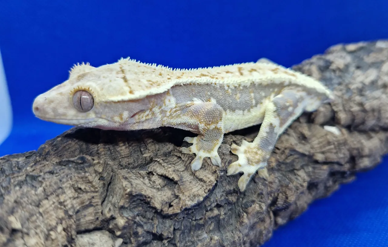 karma dla gekona orzęsionego