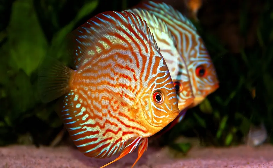 Zdjęcie Jak karmić rybki w akwarium, aby uniknąć błędów i zapewnić zdrowie