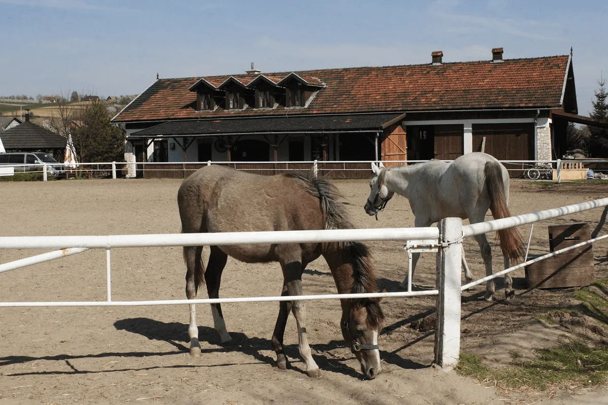 Stadnina Koni Botoja krajobraz konie