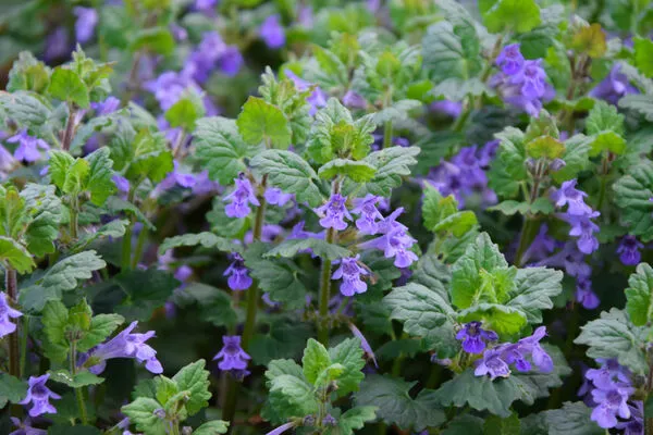 Bluszczyk kurdybanek w naturze