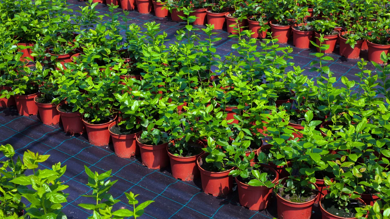Rzędy młodych sadzonek bor&oacute;wki amerykańskiej w brązowych doniczkach, gotowe do dalszego rozmnażania.