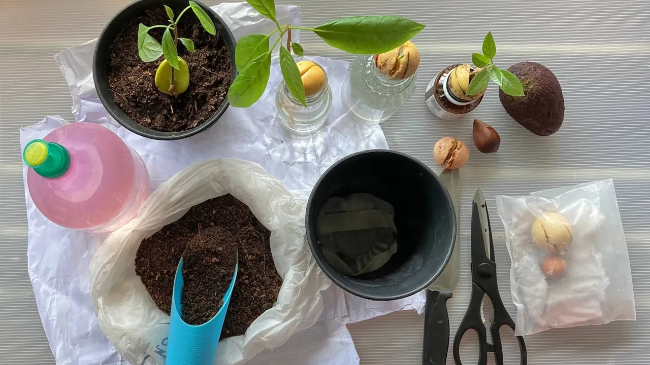 awokado w domu stanowisko światło