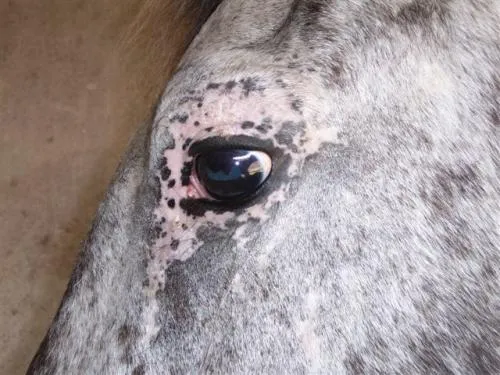 Koń z matową sierścią i smutnym wyrazem pyska