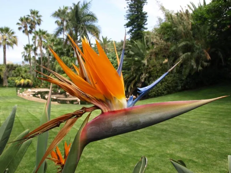 Madera wiosna kwiaty lewady