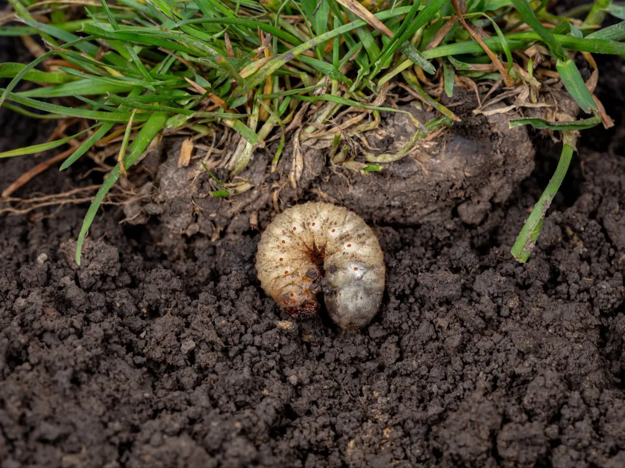 Zdrowy, zielony trawnik bez pędrak&oacute;w