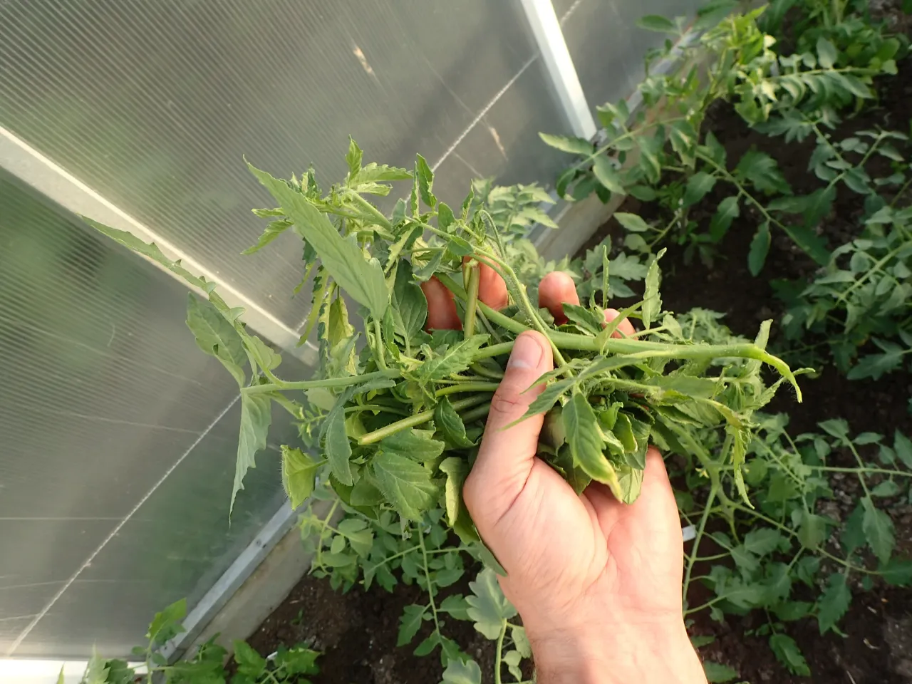 Jak wyglądają wilki pomidora, pędy boczne pomidora