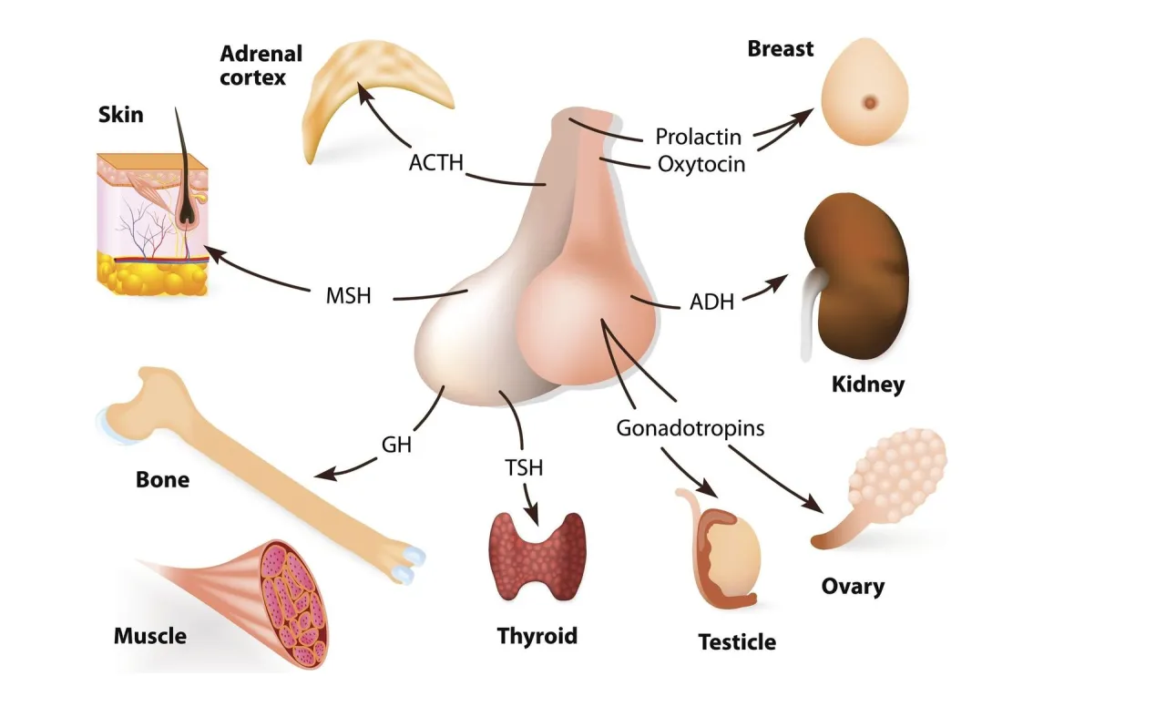 Schemat przedstawia przysadkę m&oacute;zgową i jej wpływ na r&oacute;żne organy. TSH stymuluje tarczycę, co jest kluczowe dla zrozumienia, co oznacza badanie TSH.