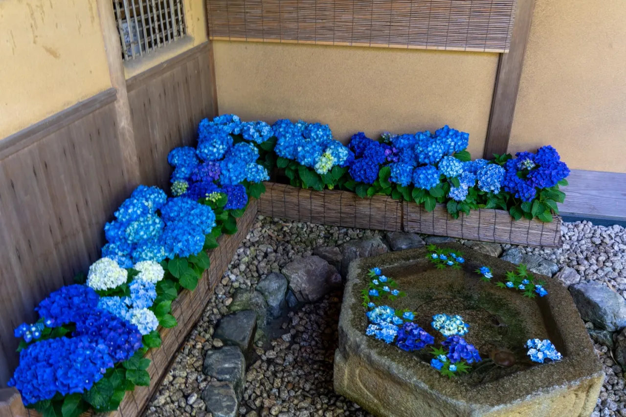Niebieskie hortensje na tarasie tworzą malowniczy widok. Kwiaty pływają w kamiennej misie, dodając uroku.