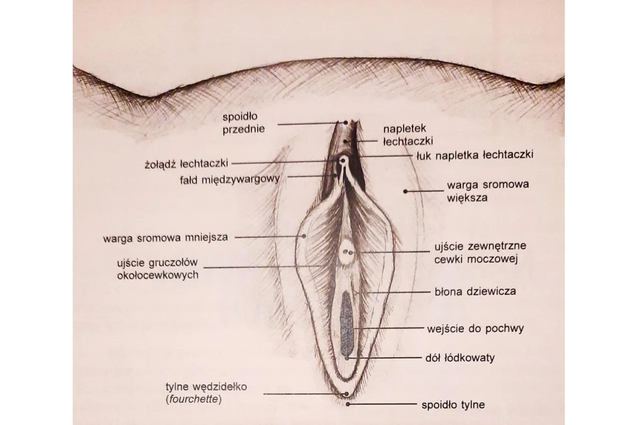 schemat anatomiczny warg sromowych