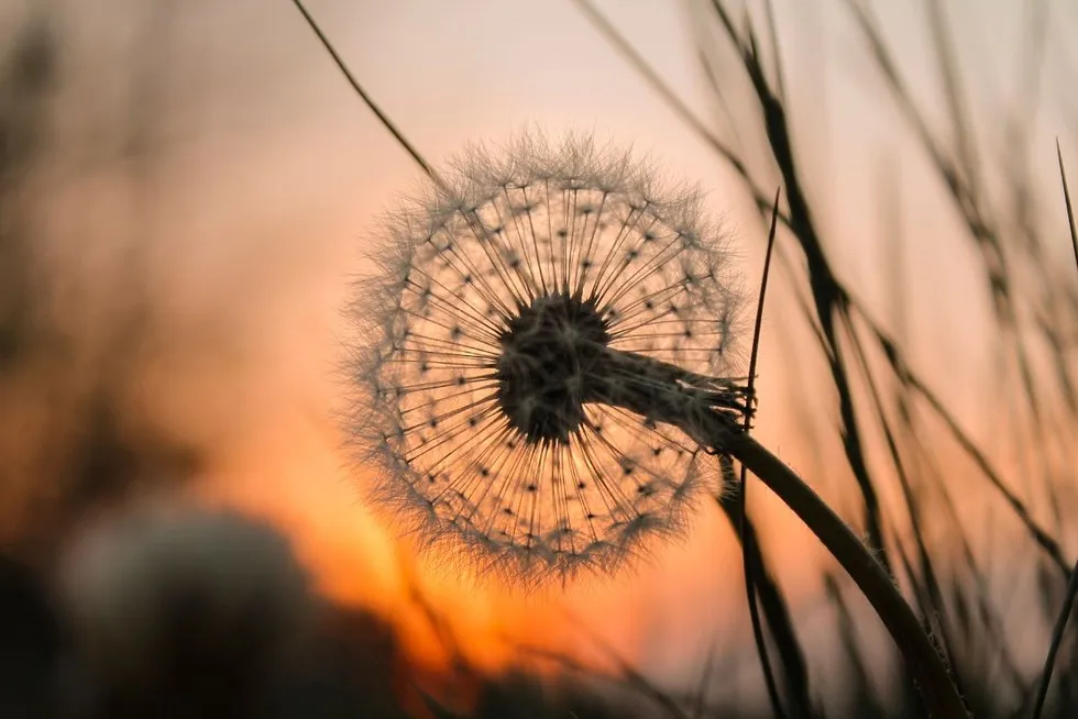 Zdjęcie Cytaty o ludziach którzy odeszli – słowa, które przynoszą pocieszenie