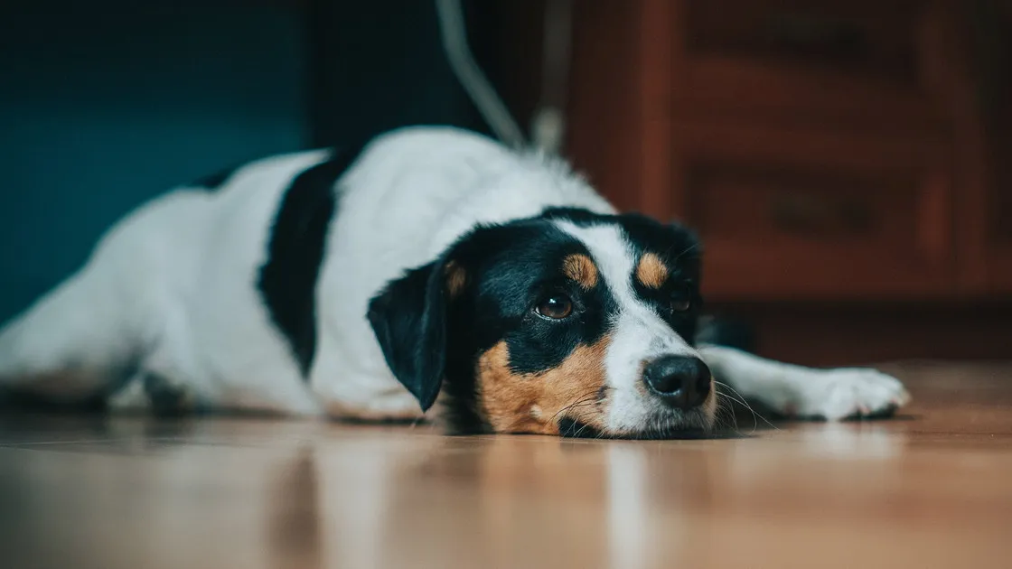 Zdjęcie Wie lange wachsen Hunde? Wichtige Fakten zu Wachstum und Rassen