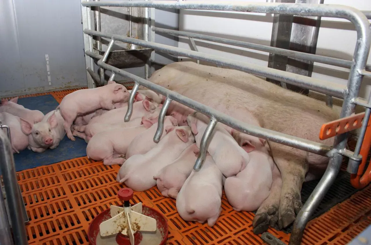 Wielka świnia leży, a wok&oacute;ł niej kłębi się liczne, r&oacute;żowe prosiaczki. To obrazek z życia hodowli, gdzie trwa naturalny krycie świni.