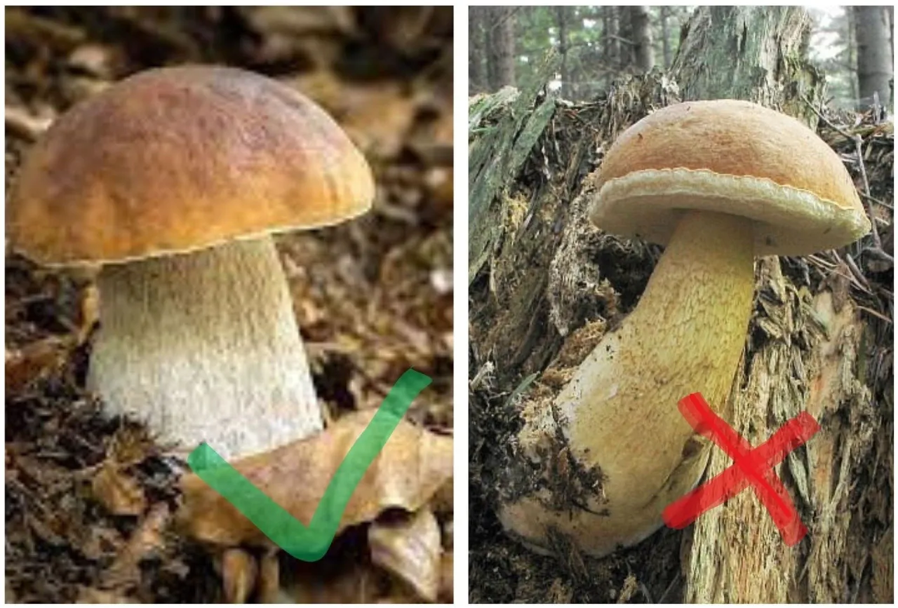 Goryczak żółciowy vs borowik szlachetny porównanie