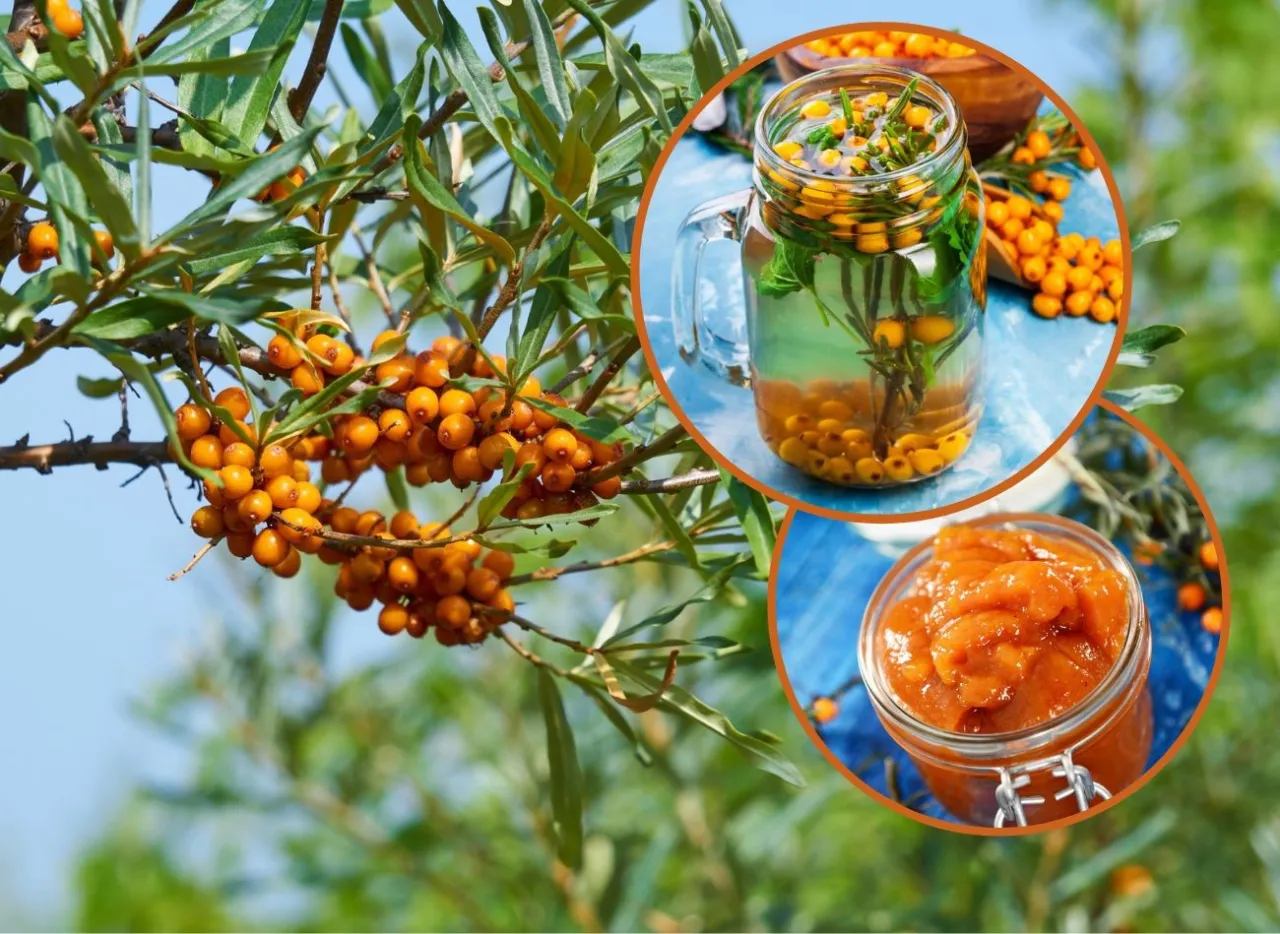 rokitnik kwiaty męskie żeńskie porównanie