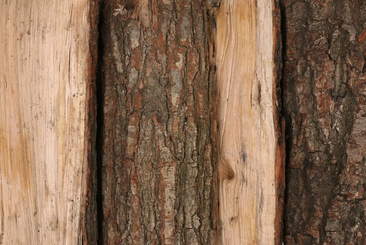 Ognisko w lesie z dobrym drewnem