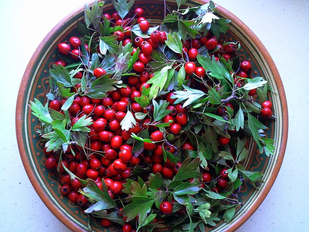 Pełna miska czerwonych owoc&oacute;w głogu z zielonymi liśćmi. Idealny czas, kiedy zbierać gł&oacute;g, to jesień, gdy owoce są dojrzałe i pełne witamin.