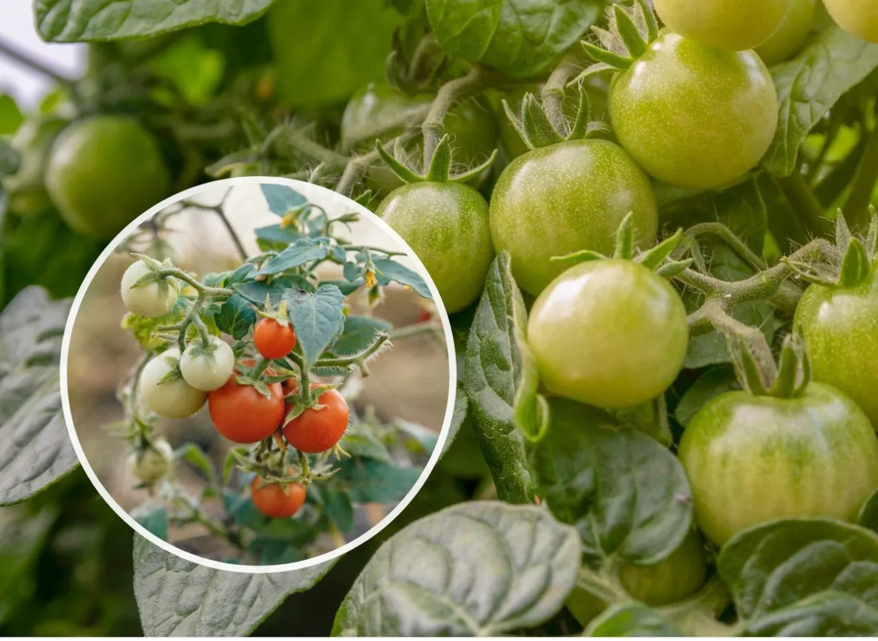 różnice w budowie pomidorów wysokorosnących i samokończących