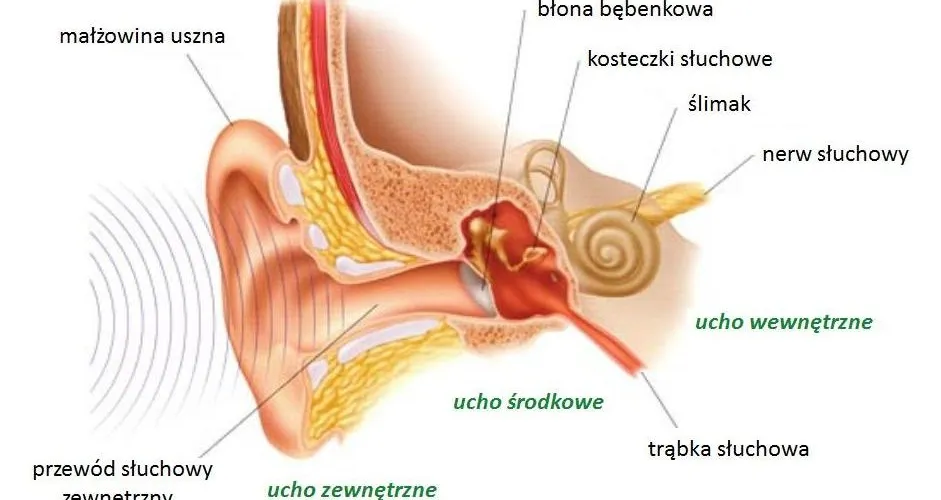 anatomia ucha wewnętrznego i zewnętrznego przyczyny b&oacute;lu