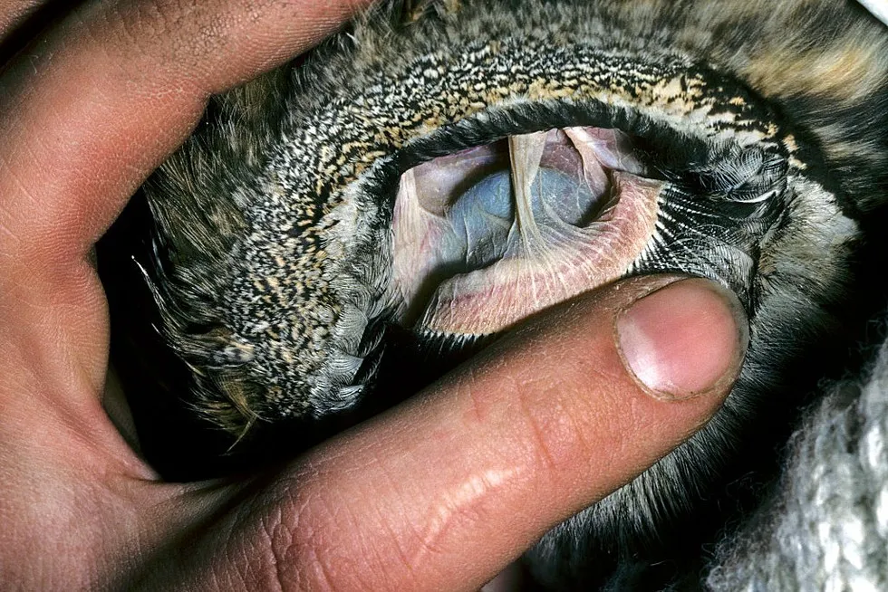 ptak ucho anatomia, ptak otwór słuchowy