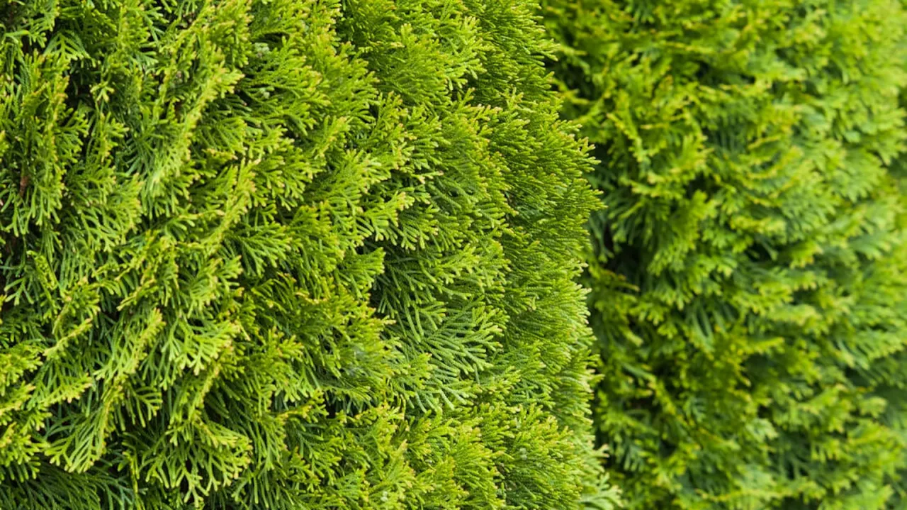 Żywopłot tuja Smaragd gęsty i zdrowy