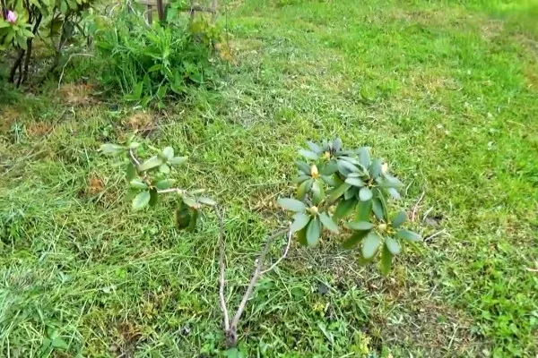 Zdjęcie Dlaczego rododendron nie kwitnie? Odkryj przyczyny i rozwiązania