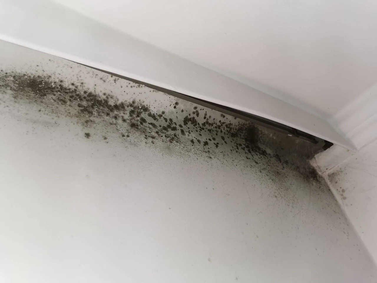 zdjęcia grzyba w mieszkaniu dokumentacja