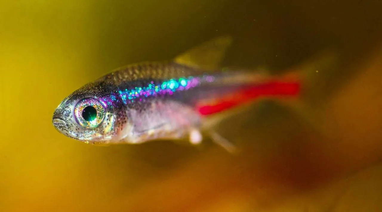 ryby akwariowe jedzące mrożony pokarm