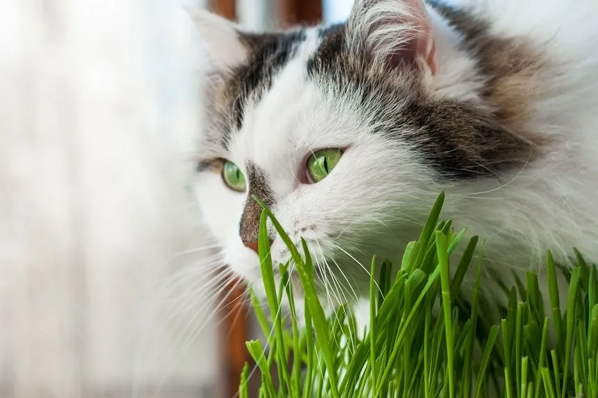 świeże pędy owsa dla kota