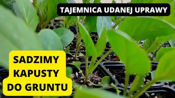 kalendarz sadzenia kapusty w Polsce