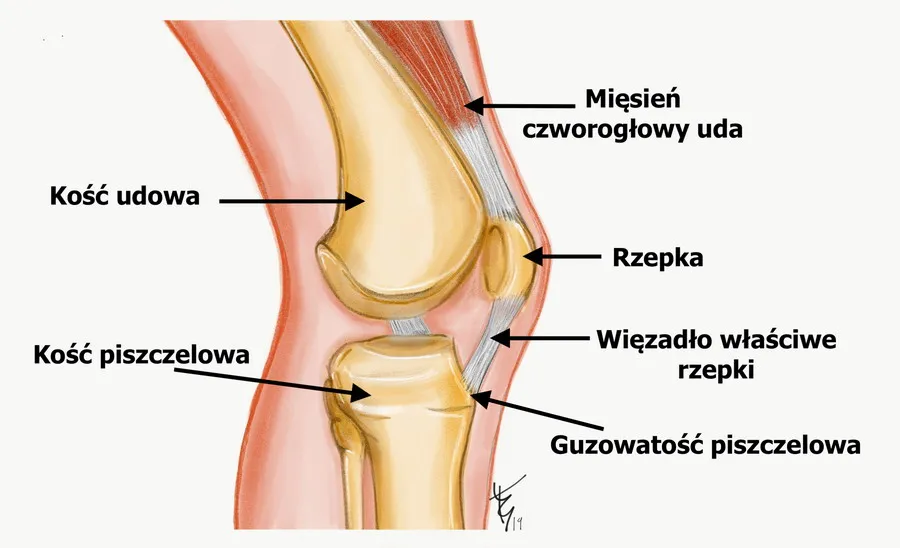 anatomia kolana schemat ból biegacza
