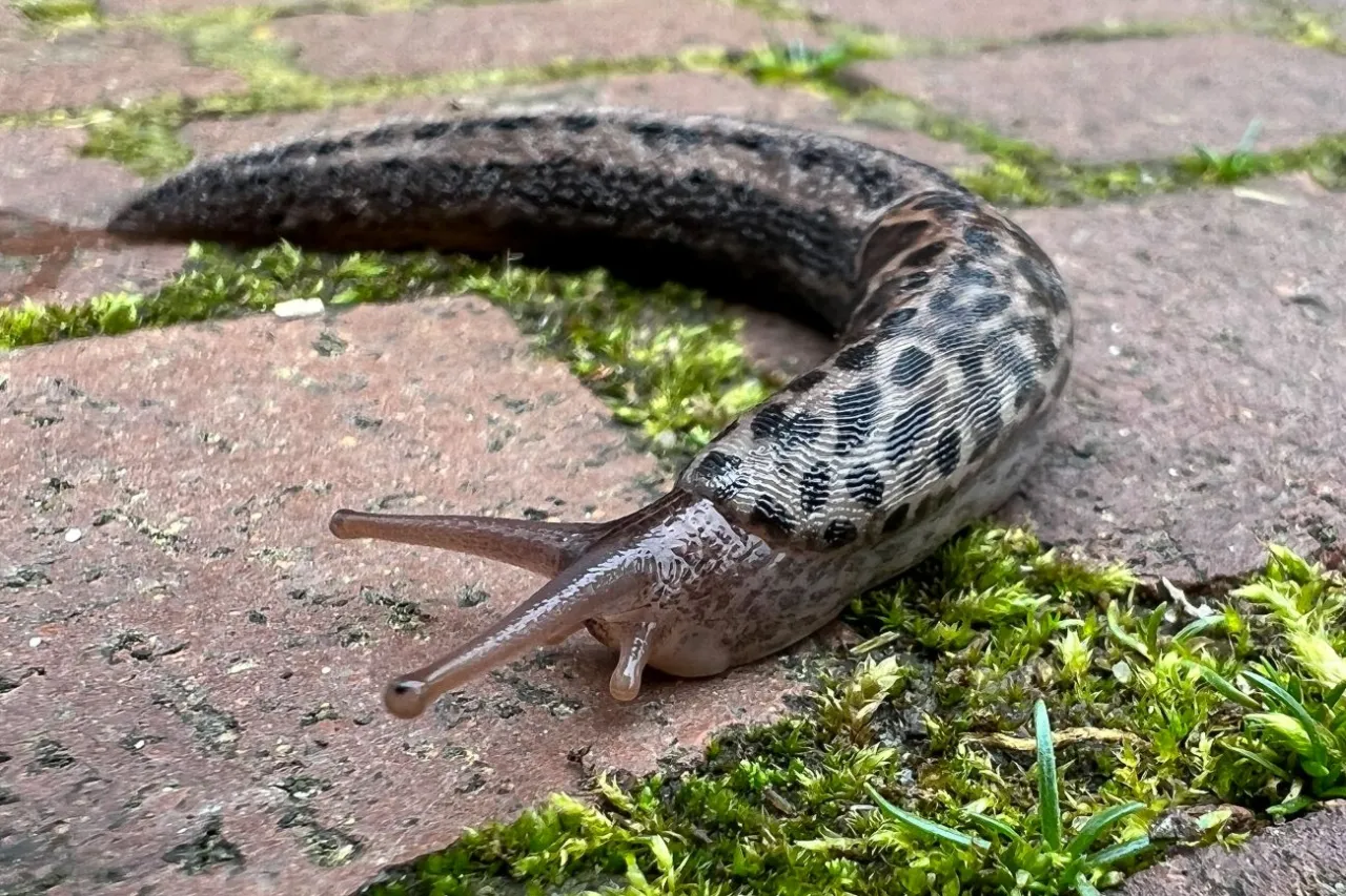 Ślimaki nagie w ogrodzie