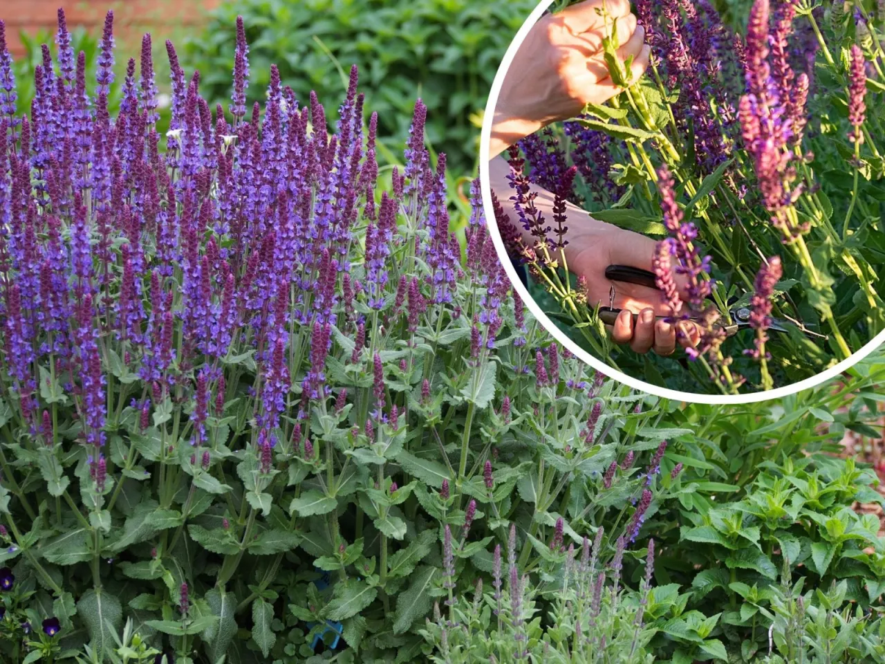 kalendarz przycinania szałwii