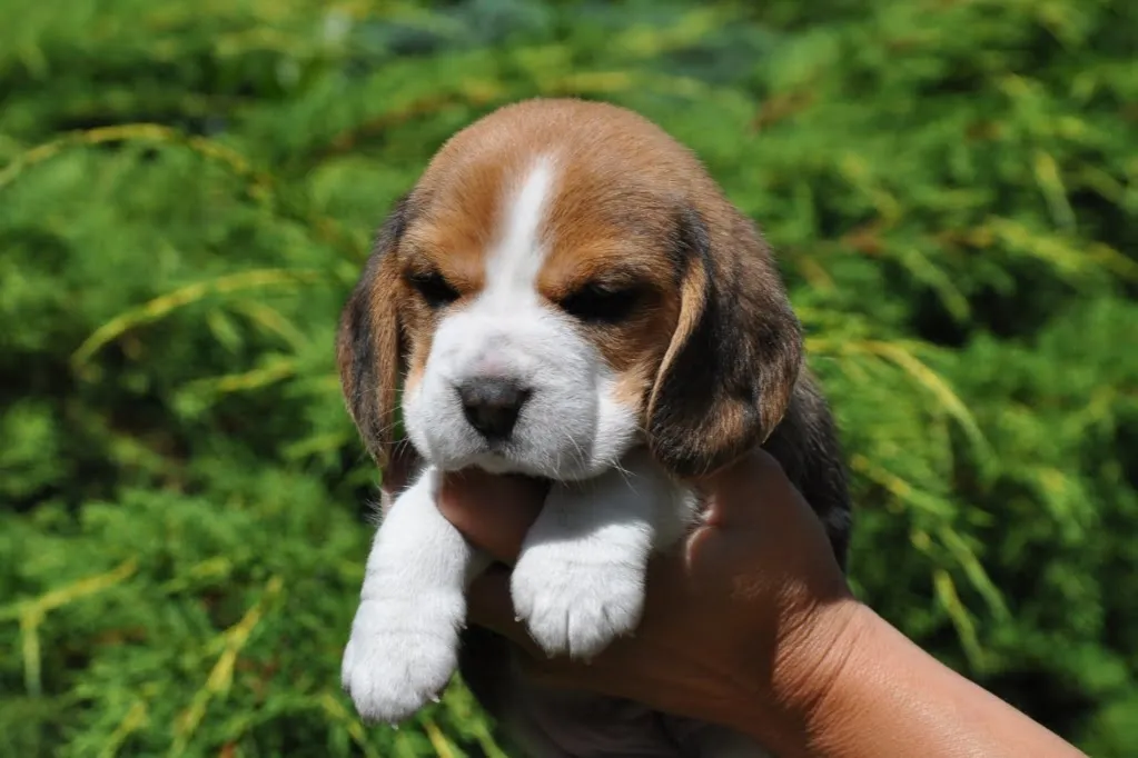 szczeniak beagle