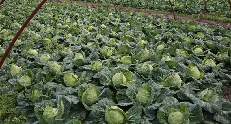 sadzenie rozsady kapusty