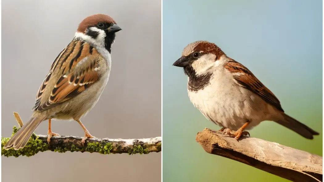 młody wr&oacute;bel domowy vs mazurek por&oacute;wnanie